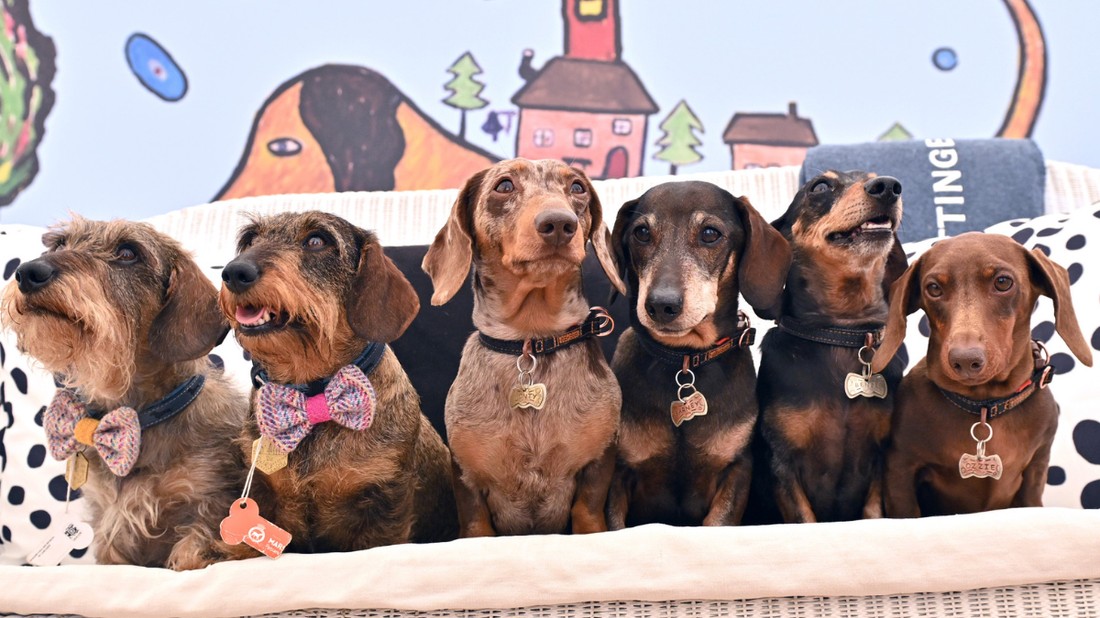 Az állatvédelem előretörésében kulcsszerepet játszanak a közösségi médiában megjelenő edukációs tartalmak és influenszerek.