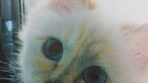 Lagerfeld Chanel táskát nevezett el a cicájáról