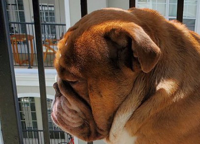 A járvány összes világfájdalmát ez a kölyök bulldog fejezi ki a legjobban az internet most