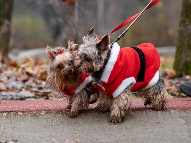 Erre a könyvre minden kutyatulajdonosnak szüksége van, most hétvégén pedig nem is akárhol szerezheted be