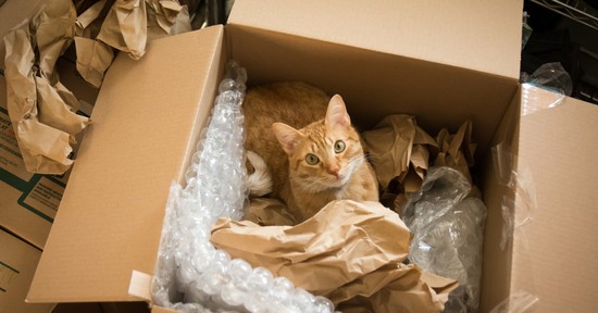 Új otthon, régi gyökerek; hogyan élnek a külföldön letelepedett magyarok? - Élettapasztalatok a külföldi élet kihívásairól és szépségeiről