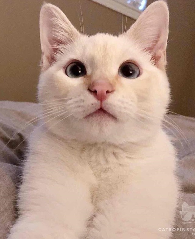 Ha egyszer megnézed ezt a macskás videót, még 50-szer meg fogod!