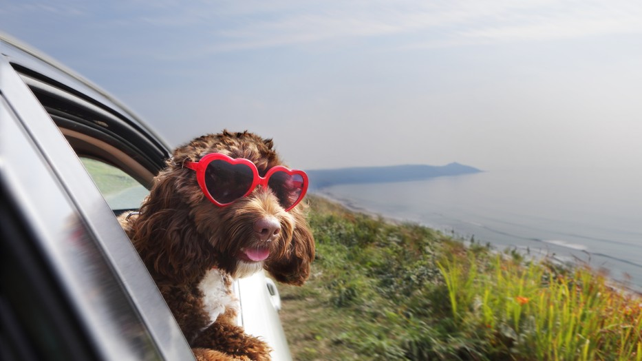  Így tedd elviselhetőbbé a nyári meleget a kutyád számára