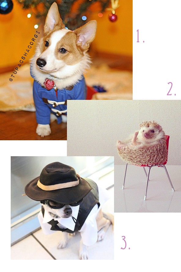 Glamour szerkesztőség