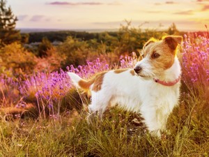 Kamilla, rozmaring, körömvirág - természetes gyógymódok házi kedvenceknek