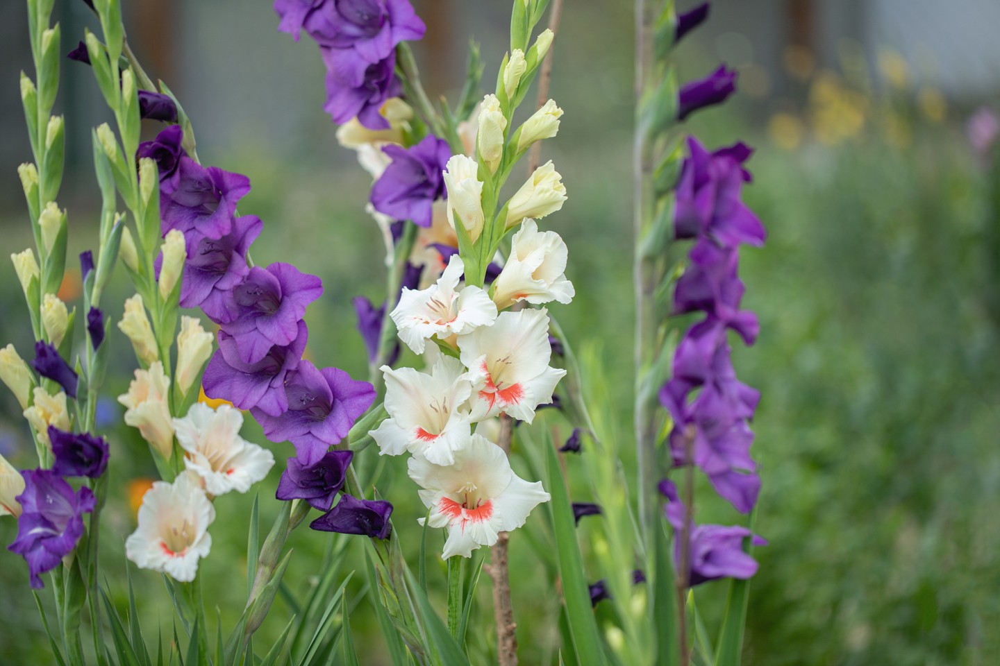 Augusztus: Kardvirág és pipacs - A kardvirág és a pipacs a képzelőerőre és az erős jellemre utalnak. Mindkettő igazi látványosság, amely megérdemli, hogy önálló kompozícióban is megjelenjen. A kardvirág sokféle színben kapható, gyönyörű kompozíciót alkot. A pipacsok textúrájukkal tökéletesen illenek egy kecses csokorba, jól passzolnak a boglárkához, a pünkösdi rózsához vagy egy fűalaphoz.