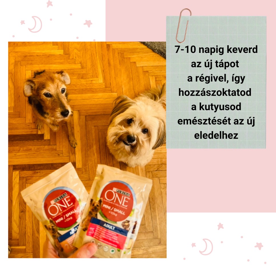 A kutyád jókedvét alapjaiban határozza meg, mit eszik