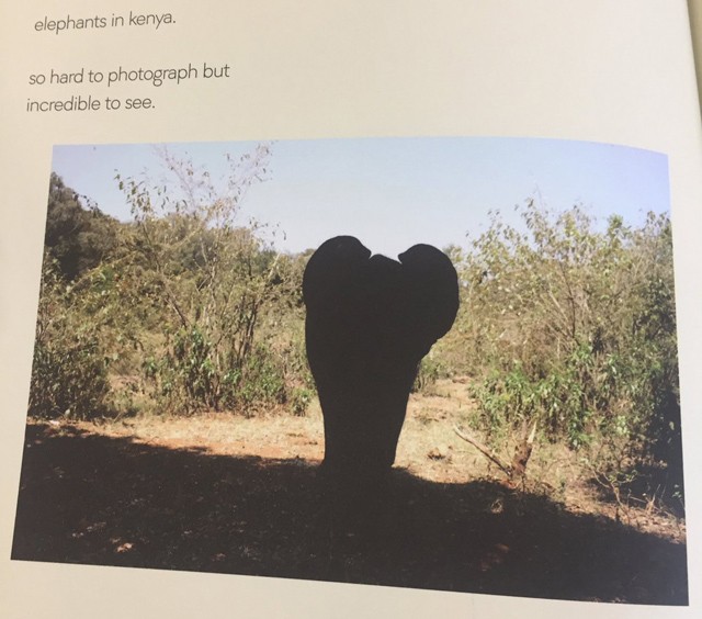 Brooklyn Bekcham elefántot fotóz