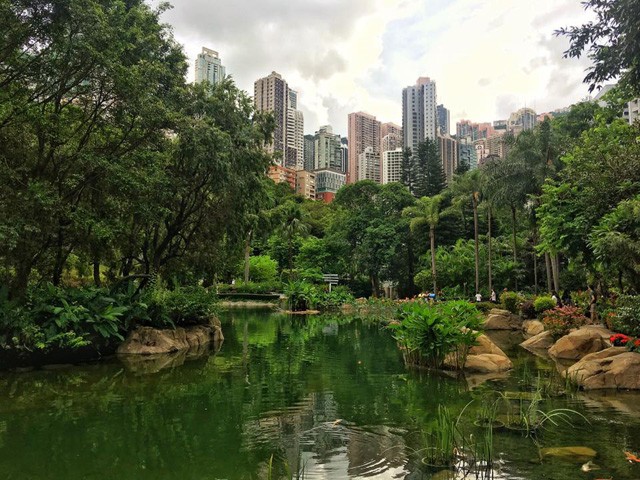 Hong Kong, panelerdő