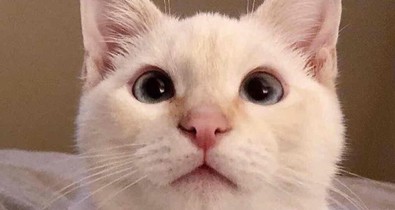 Ha egyszer megnézed ezt a macskás videót, még 50-szer meg fogod!