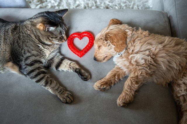 7 tipp, hogy a Valentin-napot a házi kedvencednek is szebbé tedd