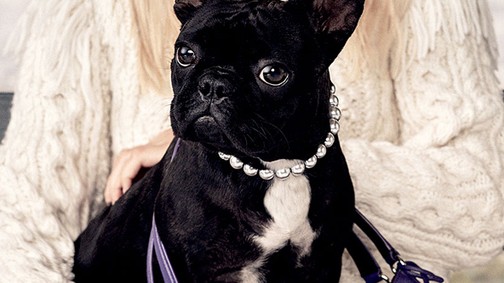 Állati kampányokkal készülnek az őszre