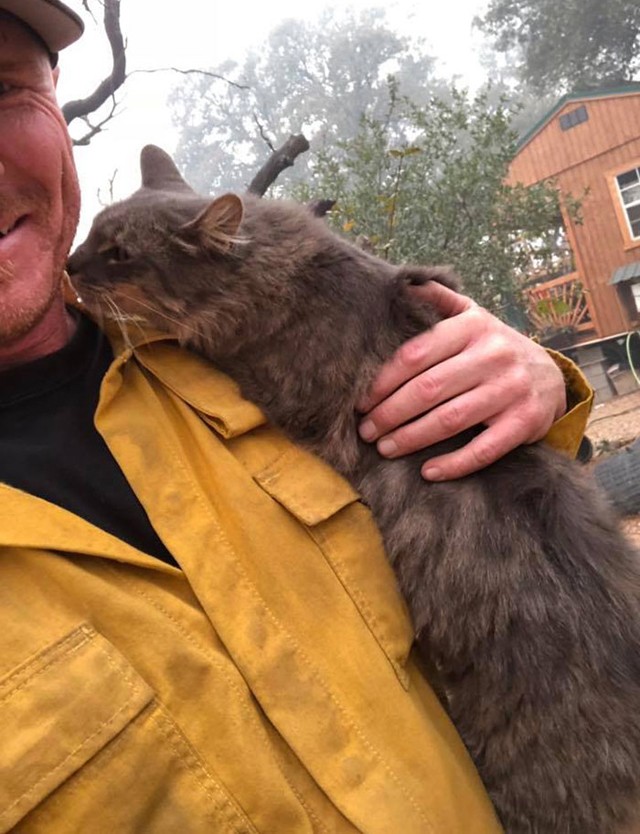 Tűzoltó megmenti a cicát