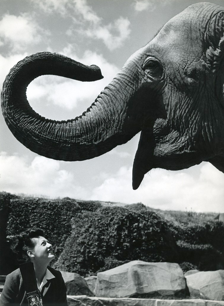 Ylla: Ergy Landau , Párizs, 1947 körül