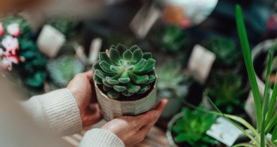 Bármit teszel, minden szobanövényed elpusztul? Szakember mondja el, mi a megoldás