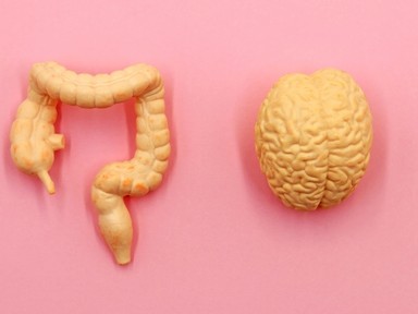 Valóban a bélrendszer a második agyunk?