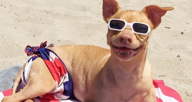 5 cuki kutya, akiket több millióan követnek!