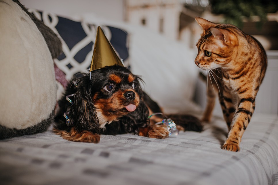 5 kisállat, amit nyugodtan tarthatsz lakásban