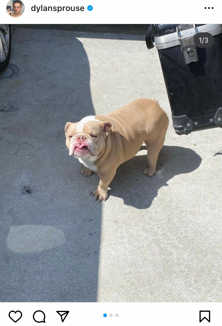 Dylan Sprouse angol buldogja évekig volt a színész barátja