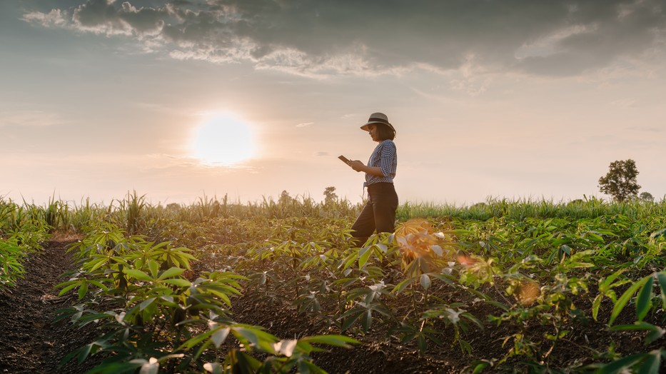 Az erdők, mezők, szántóföldek védenének meg a klímakatasztrófától - Mégsem költünk rájuk