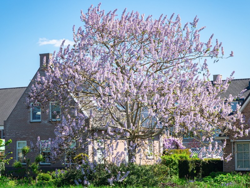 Szerencsét és bőséget hoz az életedbe ez a fa, gyorsan a kerted legszebb pontja válik belőle 