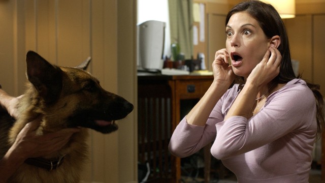 7 tévhit a házi kedvenceinkről, amit érdemes tudni