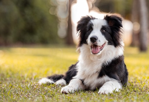 Toronymagasan ezek a legokosabb kutyafajták: nem véletlenül emelkednek ki a többiek közül