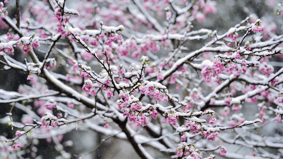 A klímaváltozás miatt hamarabb lesznek a tavaszi fagyok, ami a mezőgazdaságra komoly veszélyt jelent