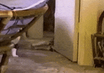 10 macskás gif, ami megoldja az életed!