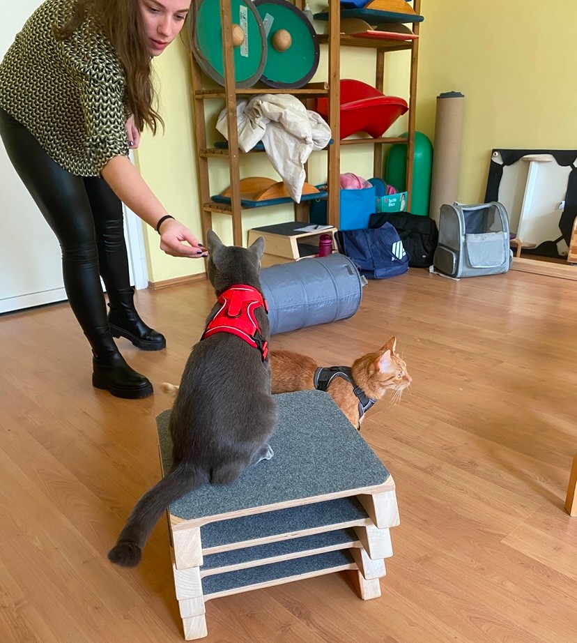 A macskák különleges képességekkel rendelkeznek, ezért jól idomíthatók terápiás célokra