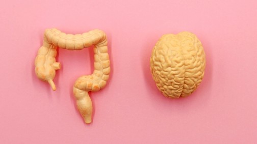 Valóban a bélrendszer a második agyunk?