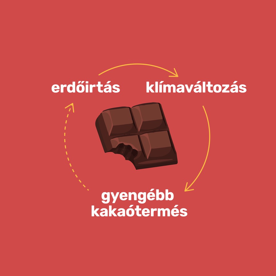 A kakaó egyszerre oka és áldozata a klímaválságnak