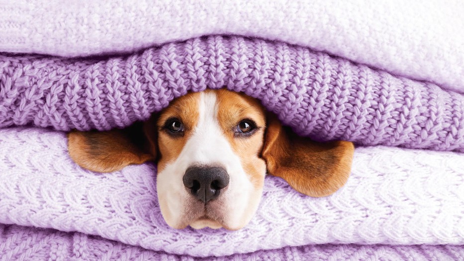 Erste Védelem Kisállat-biztosítás