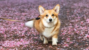 Pici de park: mi az a parklet mozgalom?