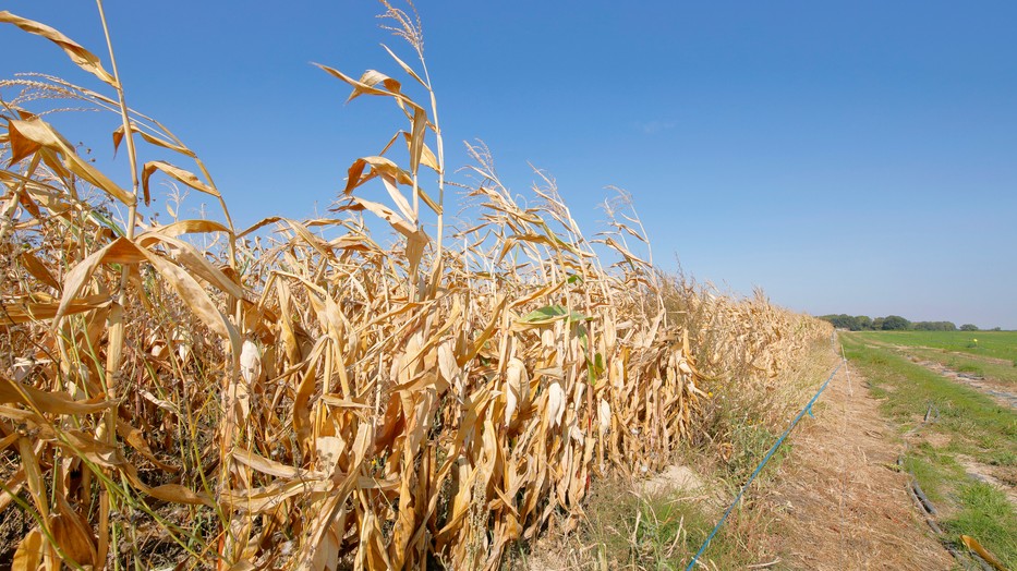 Még több száraz év várhat ránk, nőhet a súlyos aszályok száma