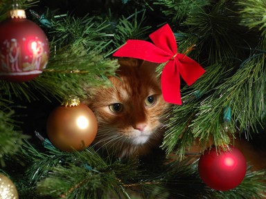 18 macskabiztos karácsonyfa ötlet, amivel túljárhatsz a négylábú eszén!