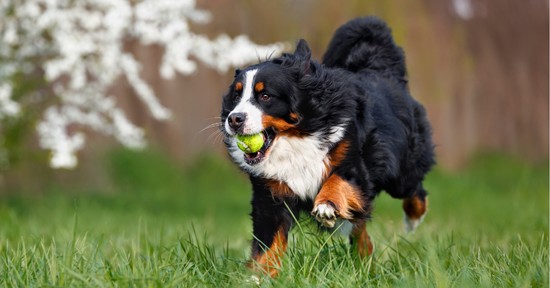 Ezért ne adj soha a kutyádnak teniszlabdát, állatorvos figyelmeztet a veszélyre