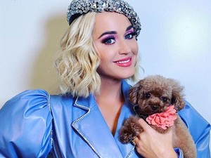 Elolvadsz: édes kutyusát sétáltatja Katy Perry egy babahordóban