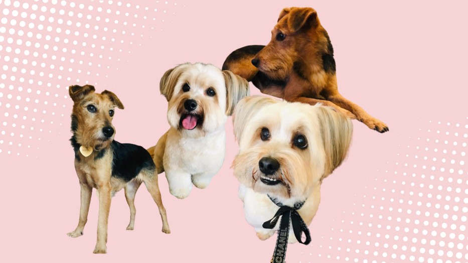 A kutyád jókedvét alapjaiban határozza meg, mit eszik