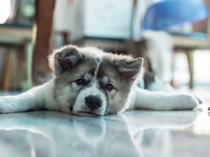 Ez a kutyafajta illene a legjobban hozzád a horoszkópod szerint