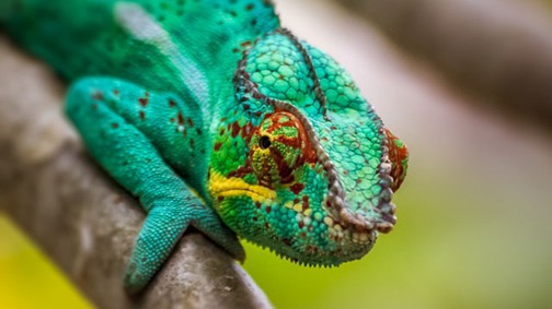 A legviccesebb dolog ma: egy leguán trollkodta szép ennek a nőnek a fotóját