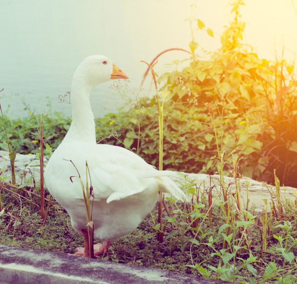 Dr. Alexy Márta szerint fontos ismerni az állatok reakcióit