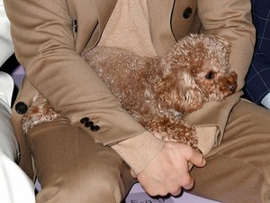 Orlando Bloom kiskutyája ellopta a show-t a milánói divathéten