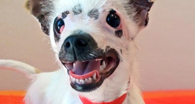 Az égési sebekkel eltorzított fejű kiskutyát, Lisát örökbe fogadták