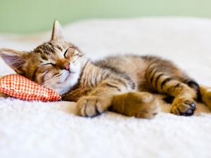 A világ legjobb módszere, ha állandóan felébredsz az éjszaka közepén: ettől azonnal visszaalszol majd