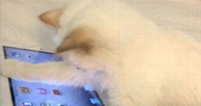 Karl Lagerfeld újra szerelmes