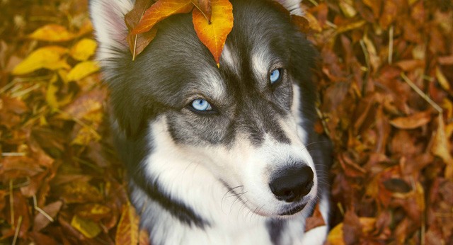 husky