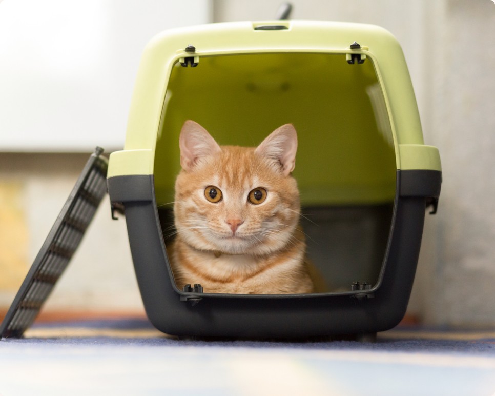 Nyaralni indulsz a cicáddal? Így könnyítheted meg számára az utazást!