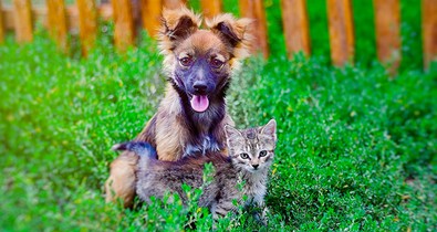 Ne maradj le a jótékonysági divatbemutatóról örökbefogadható kutyákkal a kifutón