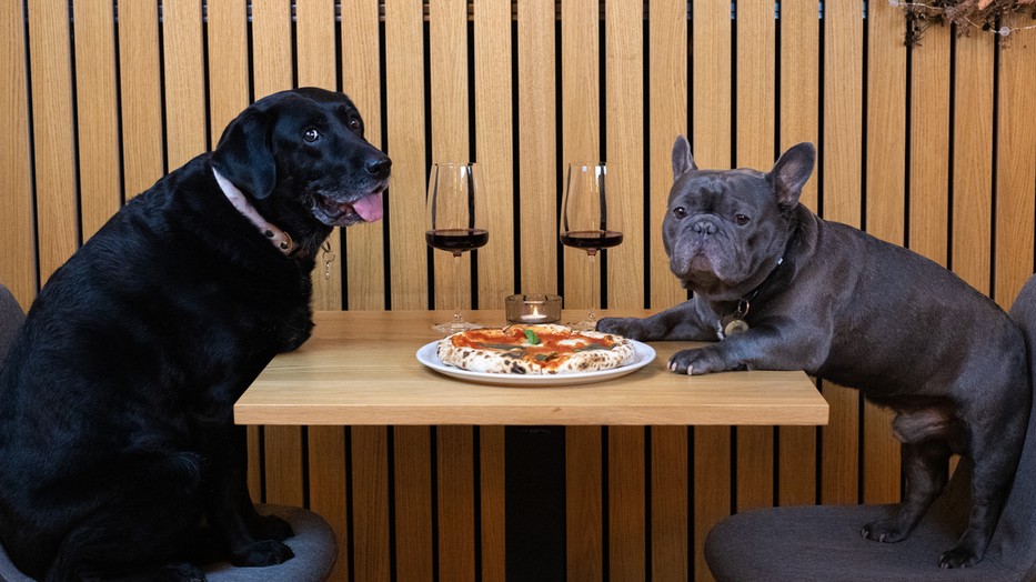 A kutyatartás népszerű Magyarországon és ez jót tesz az egésszégünknek is